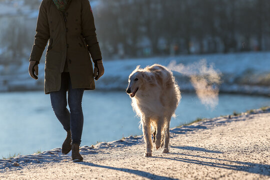 person walking with dog