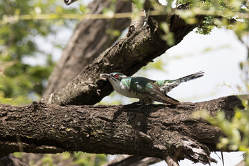 Kruger National Park: Diderick cuckoo