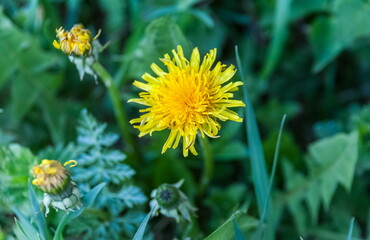 Flowers dandelion closeup in spring