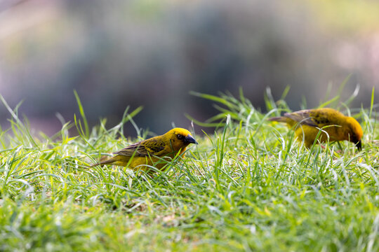 Cape Weaver