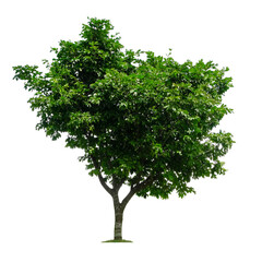 Fototapeta na wymiar Beautiful tree isolated on white background. Suitable for use in architectural design or Decoration work.