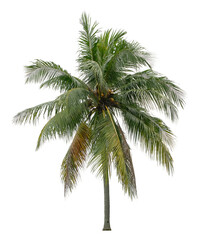 Obraz na płótnie Canvas Beautiful coconut palm tree isolated on white background. Suitable for use in architectural design or Decoration work.