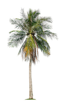 Beautiful coconut palm tree isolated on white background. Suitable for use in architectural design or Decoration work.