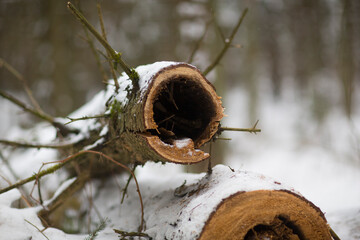 A freshly cut tree trunk covered with snow. Dead tree stump isolated on white background, wooden saw cut forest background with selective focus
