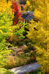 Chinese ancient architectural pavilions and ginkgo trees in autumn