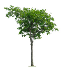 Beautiful tree isolated on white background. Suitable for use in architectural design or Decoration work.