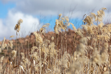 reeds in the wind