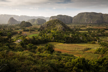Obraz premium Beautiful Vinales Valley with palm trees and fog. Amazing green landscape of Cuba