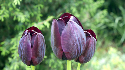 Dark burgundy tulips sort Queen of Night, which belong to the group of black tulips, close-up....