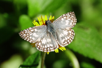Braun-Weiss-Gefleckter Falter auf einer gelben Blüte