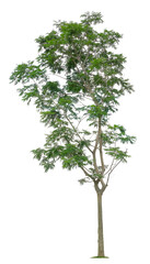 Fototapeta premium Beautiful tree isolated on white background. Suitable for use in architectural design or Decoration work.