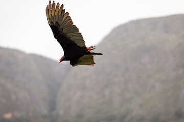 Eagles of Vinales flying over valley in a cloud weather, Cuba