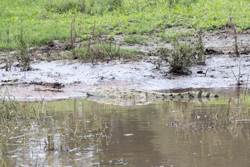 Kruger National Park: Nile crocodile on the banks of the Sabie River