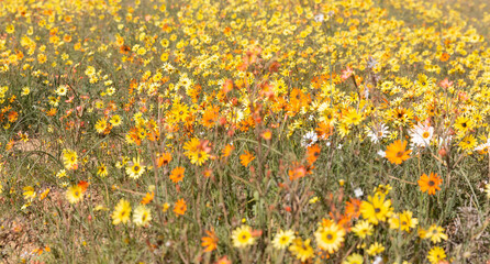 field of spring flowers