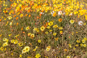 yellow flowers in the grass