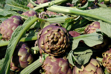 carciofo romanesco or Roman artichoke is a typical product of field from Lazio and Roman area in Italy