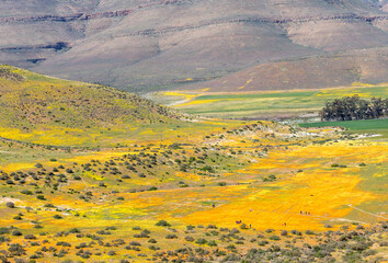 wild flowers in the mountains