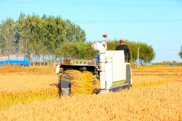 Harvester machine is harvesting rice