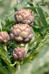 carciofo romanesco or Roman artichoke is a typical product of field from Lazio and Roman area in Italy