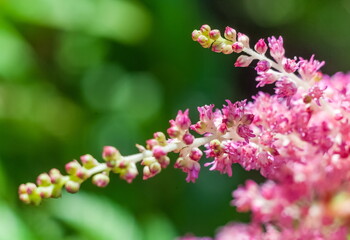 Pink flower Astilbe closeup in the garden on green background in summer