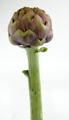 carciofo romanesco or Roman artichoke is a typical product of field from Lazioa nd Roman area in...