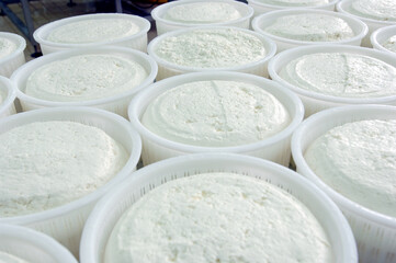 production of pecorino romano cheese used for seasoning dishes such as pasta with cacio e pepe or amatriciana pasta.. freshly made forms of pecorino romano cheese or Roma pecorino