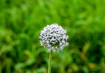 White Garlic flowers close up in the garden against the greenery in summer