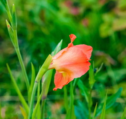 Orange gladiolus flower in summer in the garden on a background of greenery