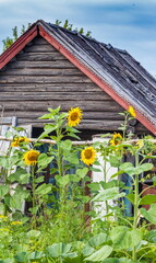 Yellow Sunflower flowers in the garden in summer against the background of an old wooden log house