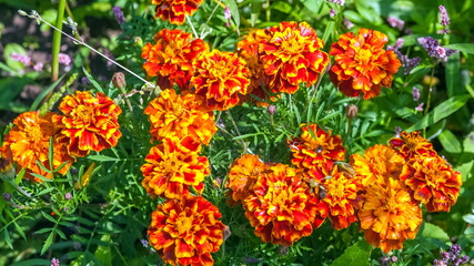 Flowers Marigolds closeup in the garden in summer