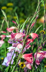 Fototapeta premium Flowers Gladioli close up in the garden in summer
