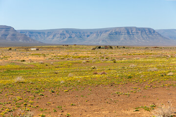 desert flowers