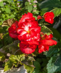 Red Begonia flowers closeup after rain on green background