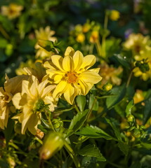 Yellow Dahlia flowers closeup on green background
