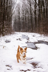Cute dog in. the middle of forest innn. winter time with beautiful alley in background