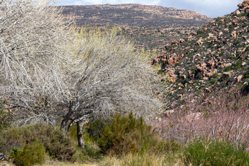 tree  in the mountain