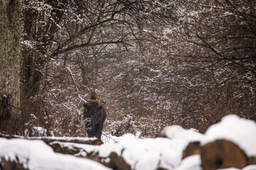 Bisons in forest during winter time with snow. Wilde life