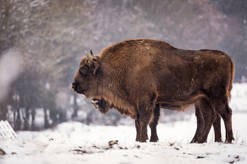 Bisons in forest during winter time with snow. Wilde life