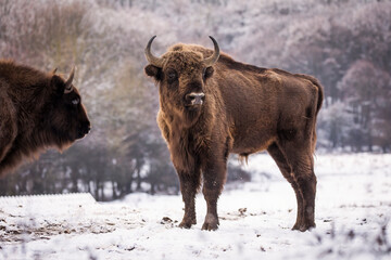 Bisons in forest during winter time with snow. Wilde life