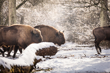 Bisons in forest during winter time with snow. Wilde life