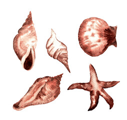 Obraz premium Wateercolor hand drawn collection of seashells