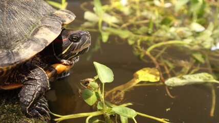 The big turtle is on the cement floor in the pond. The background is blurred.