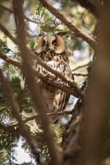 Owl in a fir during winter time