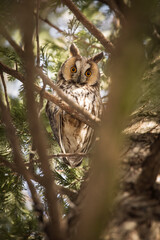 Owl in a fir during winter time