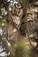 Owl in a fir during winter time