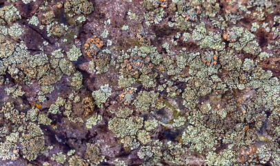 Lichen on stone closeup