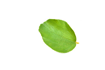 green leaf isolated on white