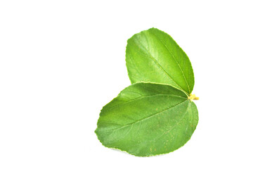 Fototapeta premium green leaf isolated on white
