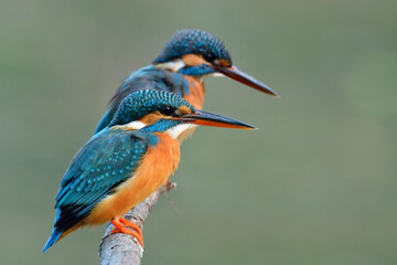 Common Kingfishers beautiful turquoise blue birds perching together dueing breeding season