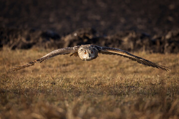 Beautiful bird siberian owl flying with dark background